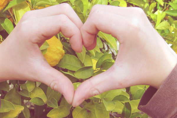 A pair of hands make a heart shape in front of a lemon tree.