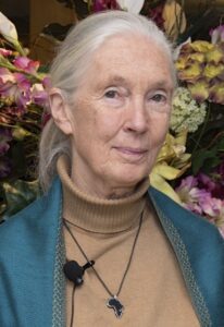 Jane Goodall - Creative Commons Photo