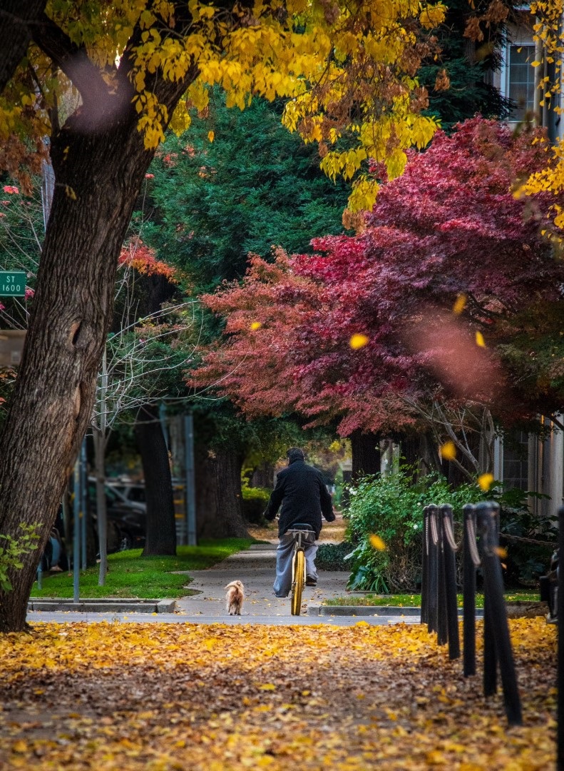 Sacramento California Biking Street