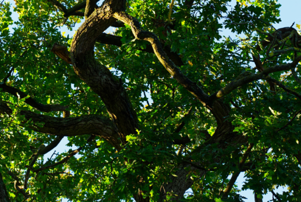 Coyote Creek Solar Farm Blog Oak Trees