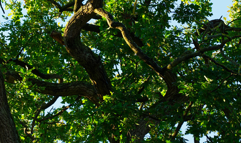 Coyote Creek Solar Farm Blog Oak Trees