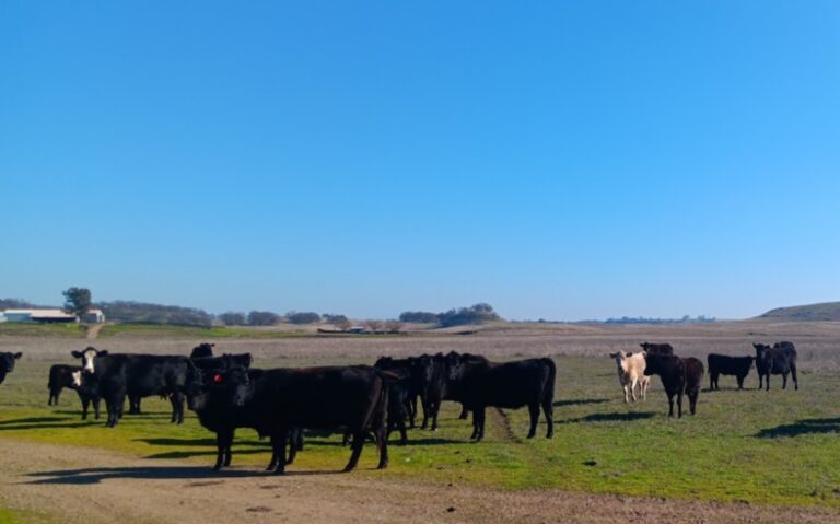 Cattle at Tudesko Ranch Preserve