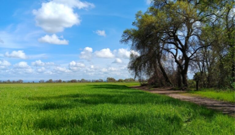 Farm to Fork Blog – Rich Delta Farmland Near Courtland2 Farm to Fork Blog - Rich Delta Farmland Near Courtland
