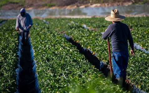 Immigration and Sustainable Food Systems Figure 3